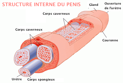 anatomie-penis